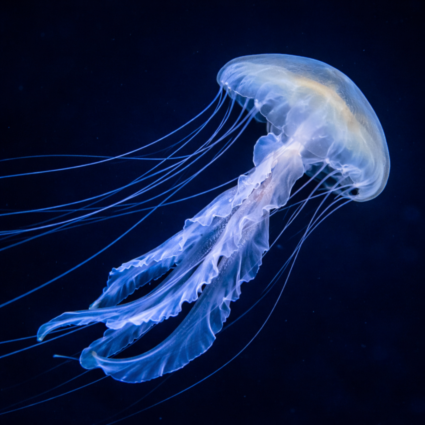 Blau leuchtende, transparente Qualle mit langen Tentakeln vor dunklem Hintergrund